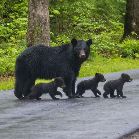 Four Bears Den Villa Gatlinburg Buitenkant foto